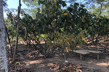 チョコレートの原料、カカオの木とカカオ豆について – ジャラク